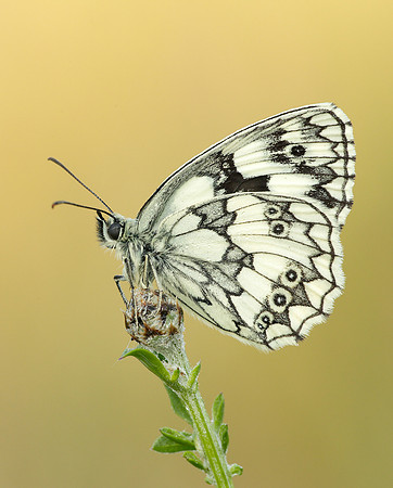 Marbled White Melanargia galathea