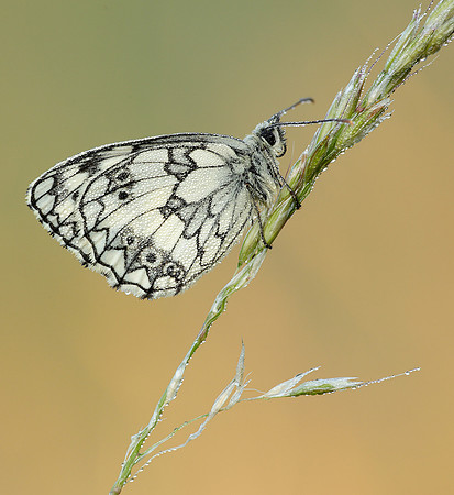 Marbled White Melanargia galathea