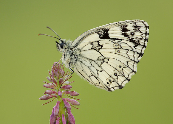 Marbled White Melanargia galathea
