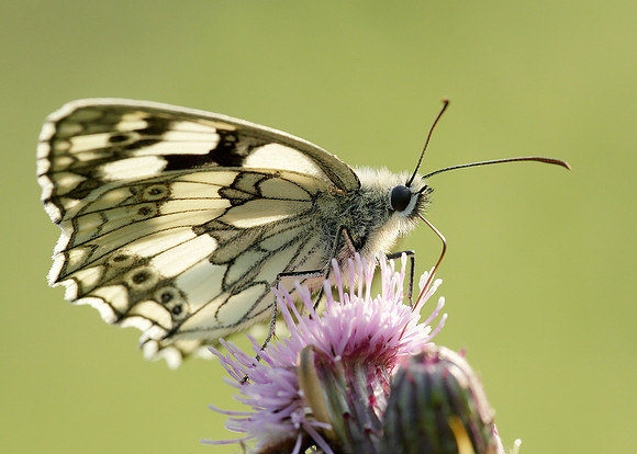 Marbled White Melanargia galathea