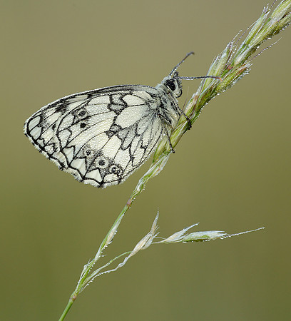 Marbled White Melanargia galathea