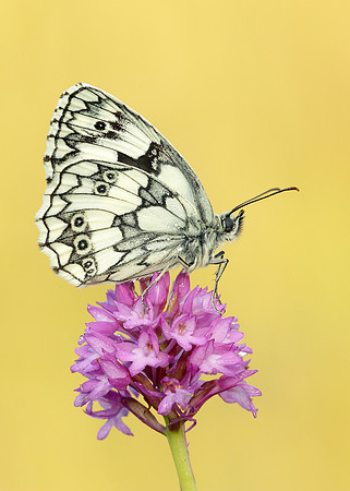 Marbled White Melanargia galathea