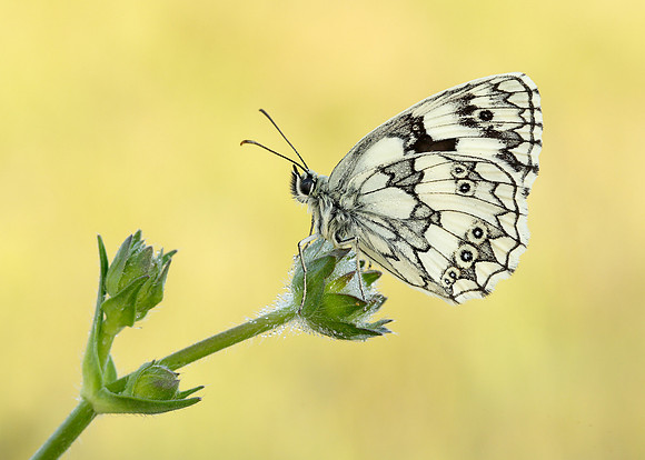 Marbled White Melanargia galathea