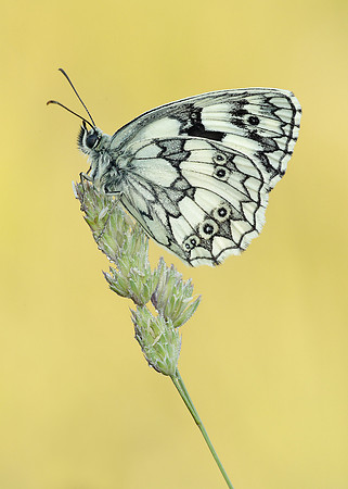 Marbled White Melanargia galathea