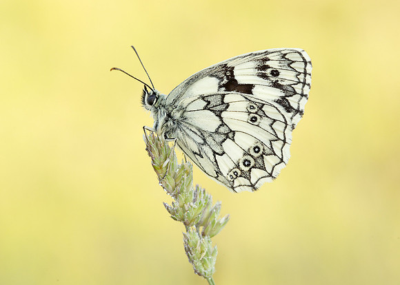 Marbled White Melanargia galathea