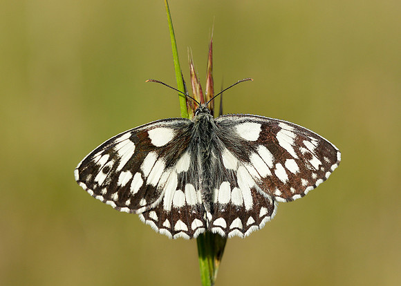 Marbled White Melanargia galathea