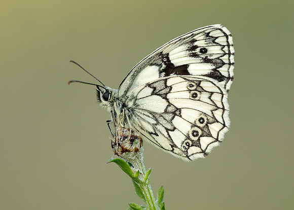 Marbled White Melanargia galathea