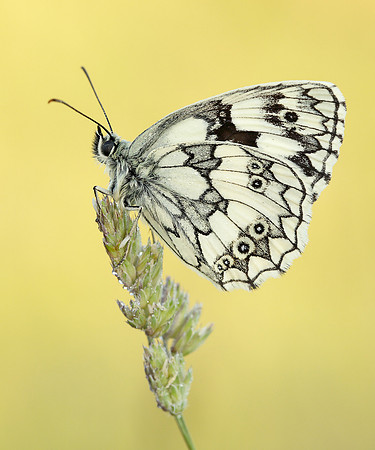 Marbled White Melanargia galathea
