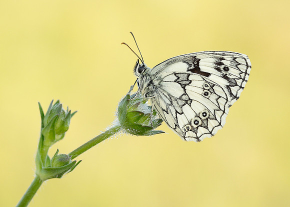 Marbled White Melanargia galathea