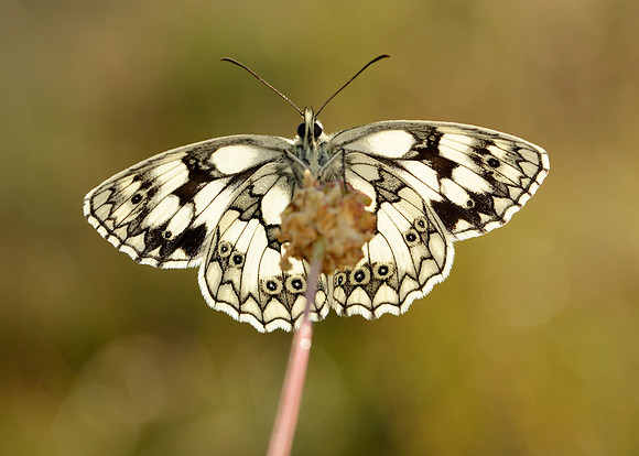 Marbled White Melanargia galathea