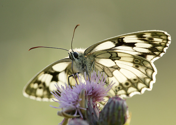 Marbled White Melanargia galathea