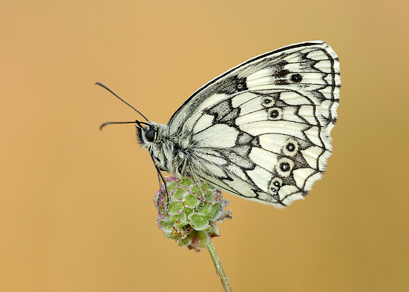 Marbled White Melanargia galathea