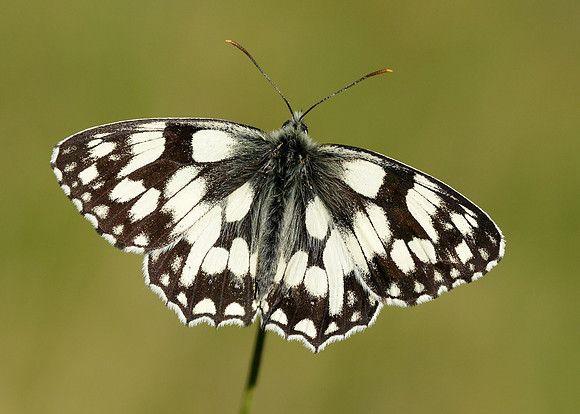 Marbled White Melanargia galathea