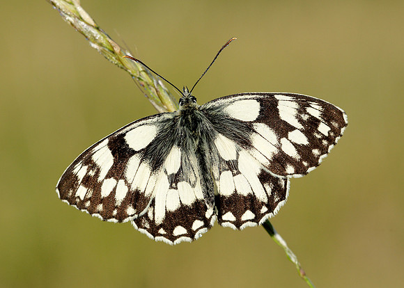 Marbled White Melanargia galathea