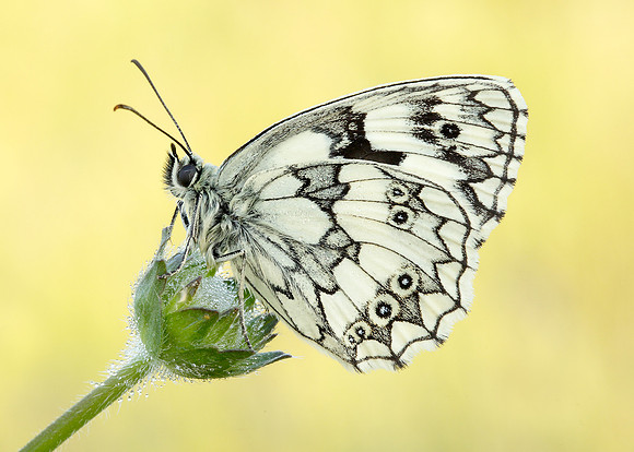 Marbled White Melanargia galathea