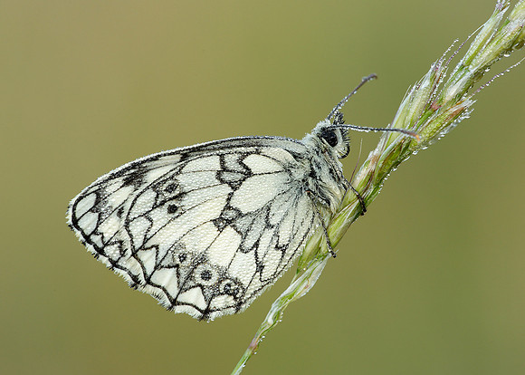 Marbled White Melanargia galathea