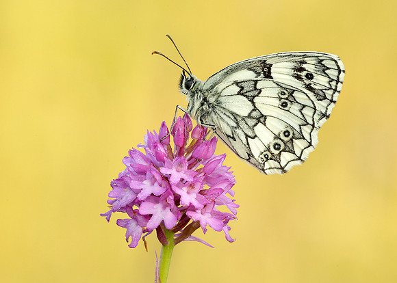 Marbled White Melanargia galathea