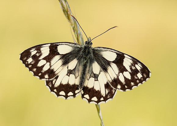 Marbled White Melanargia galathea
