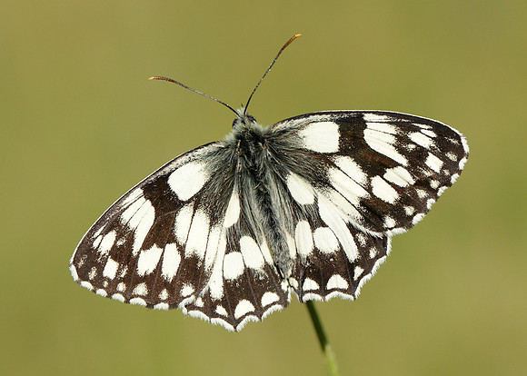 Marbled White Melanargia galathea