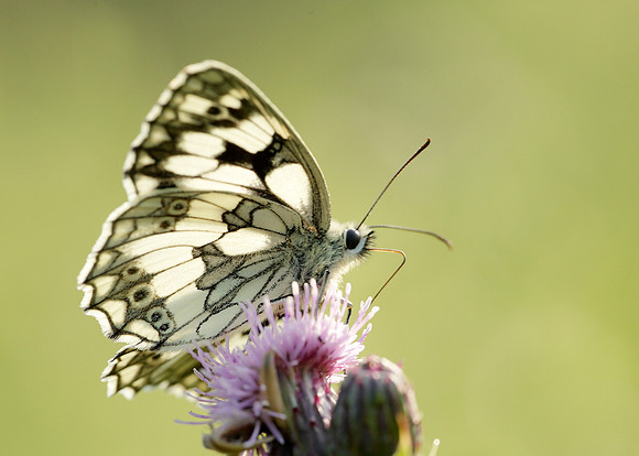 Marbled White Melanargia galathea