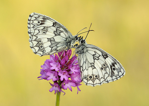 Marbled White Melanargia galathea