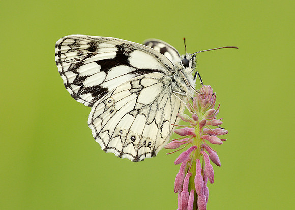 Marbled White Melanargia galathea