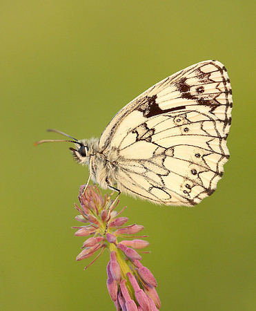 Marbled White Melanargia galathea