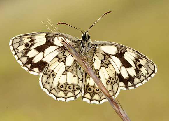 Marbled White Melanargia galathea