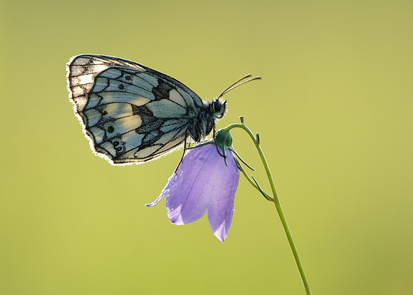 Marbled White Melanargia galathea