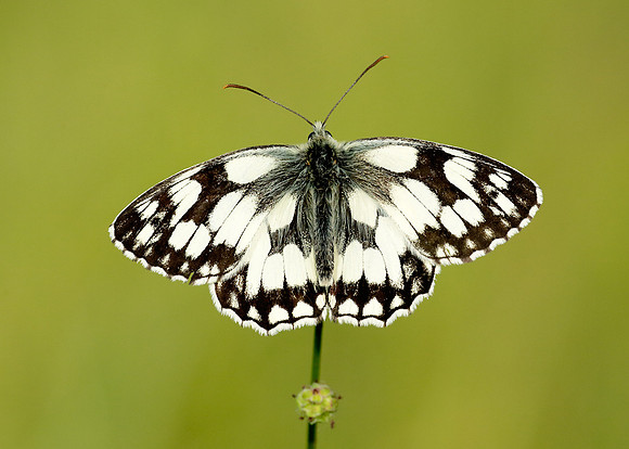 Marbled White Melanargia galathea