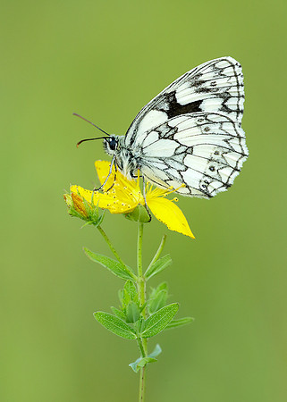 Marbled White Melanargia galathea