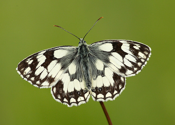 Marbled White Melanargia galathea