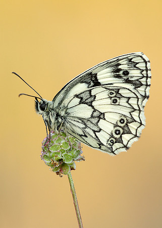 Marbled White Melanargia galathea