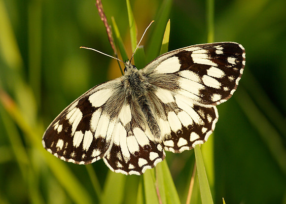 Marbled White Melanargia galathea
