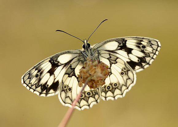 Marbled White Melanargia galathea