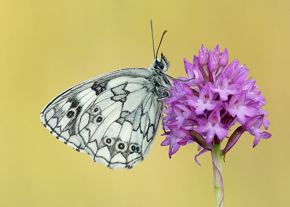 Marbled White Melanargia galathea