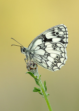 Marbled White Melanargia galathea