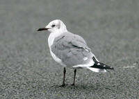 Laughing Gull Larus atricilla
