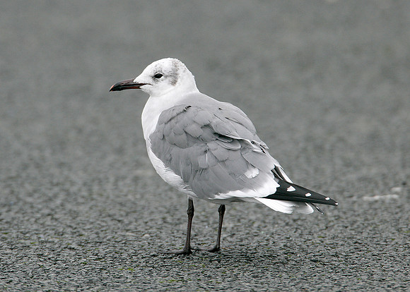 Laughing Gull Larus atricilla