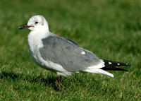 Laughing Gull Larus atricilla