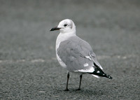 Laughing Gull Larus atricilla