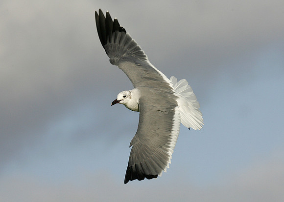 Laughing Gull Larus atricilla