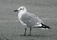 Laughing Gull Porthmadog 2005-06