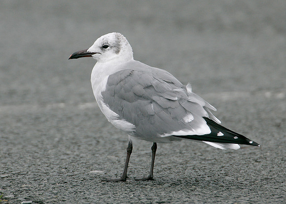 Laughing Gull Larus atricilla