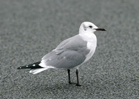 Laughing Gull Larus atricilla