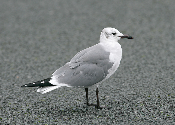 Laughing Gull Larus atricilla