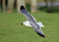 Laughing Gull Larus atricilla