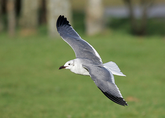 Laughing Gull Larus atricilla
