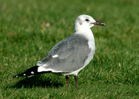 Laughing Gull Larus atricilla