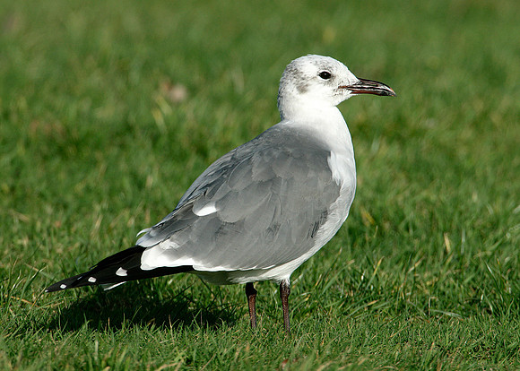 Laughing Gull Larus atricilla